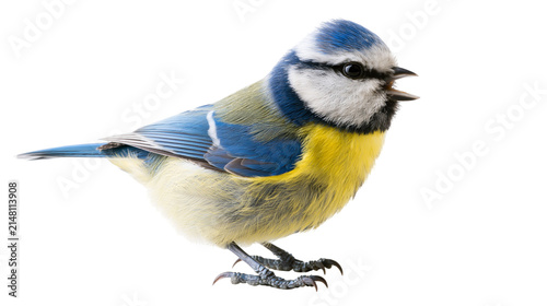 Foto Small blue tit bird with yellow chest and blue wings, isolated on transparent ba