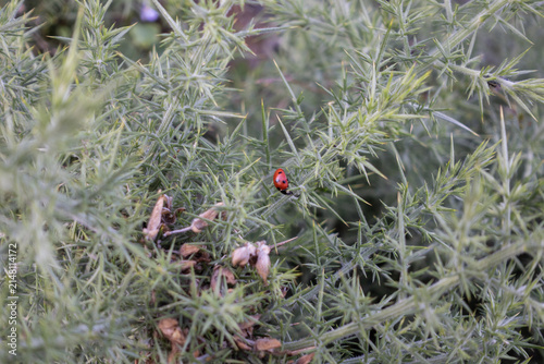 Ladybug resting on spiky gorse plant in a natural outdoor environment