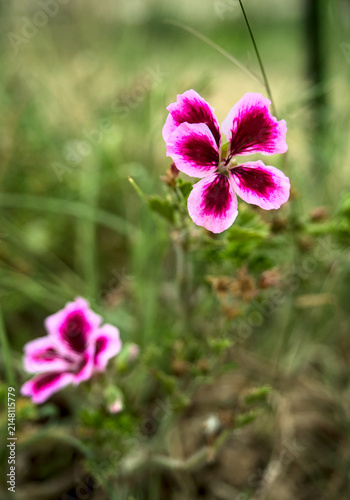 Flores rosas silvestres en un jardín