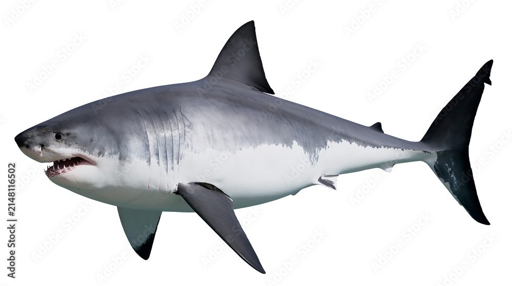 Fototapeta premium Great white shark with sharp teeth, isolated on transparent background