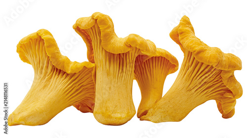 Quadro su tela Golden chanterelle mushrooms with wavy caps and ribbed undersides, isolated on t