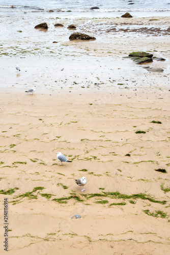 Seagulls on the beach. Tazones, a fishing village in the north of Spain