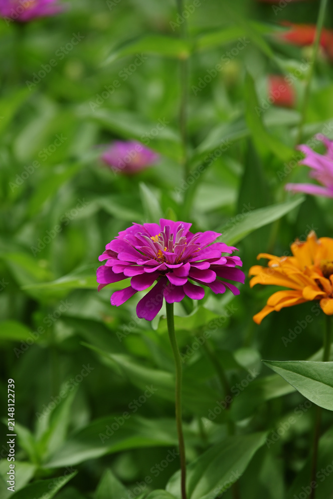 Obraz premium ピンク色のジニアの花
