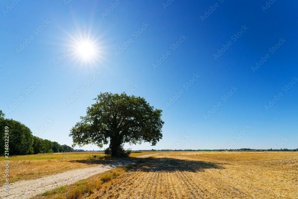 Fototapeta premium Heatwave and scorching sun in the Haute Vallée de Chevreuse Regional Natural Park. Le Perray-en-Yvelines 