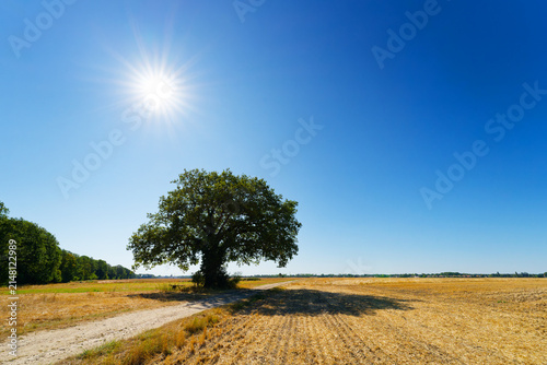 Heatwave and scorching sun in the Haute Vallée de Chevreuse Regional Natural Park. Le Perray-en-Yvelines 