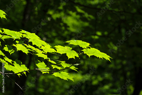 Sunlight passing through green leaves