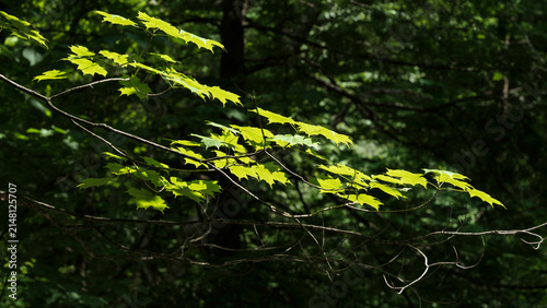 Sunlight passing through green leaves