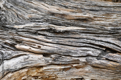 Naklejka A tree bark texture. A weathered tree trunk. 