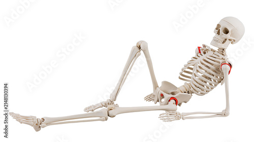 Human skeleton model in a relaxed pose, isolated on transparent background