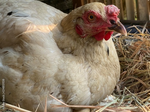 Принти на полотні Close-up of a white hen brooding sitting on eggs in nest with warm sunlight hitt