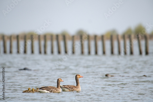 The Marker Wadden nature reserve in Lake Marker in the Netherlands, Flevo province. Artificial archipelago.