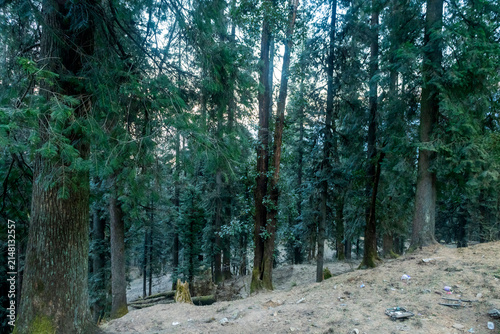 A dense forest in the Himalayas, specifically identified as a location in Himachal Pradesh
