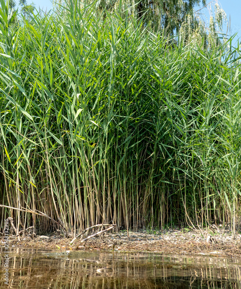 Fototapeta premium Growing beautiful reeds on the shore of a lake in summer