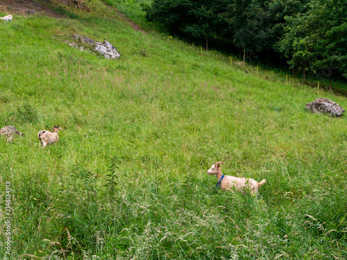 фотографія Domestic goats Capra aegagrus hircus graze among tall grasses and wild vegetation on a steep rural hillside dotted with limestone rocks