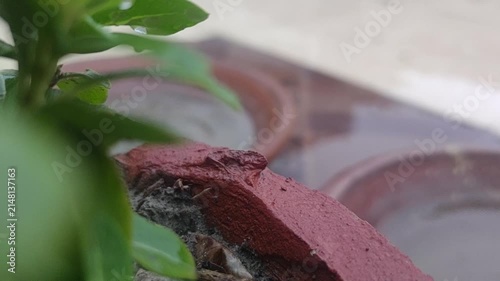 Rain Drops on Green Garden Plant in Clay Pot Cinematic Nature Close Up Video