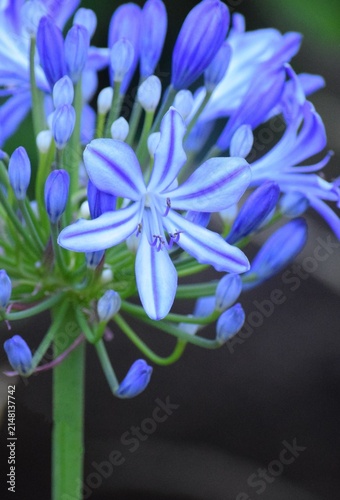 blue African lily