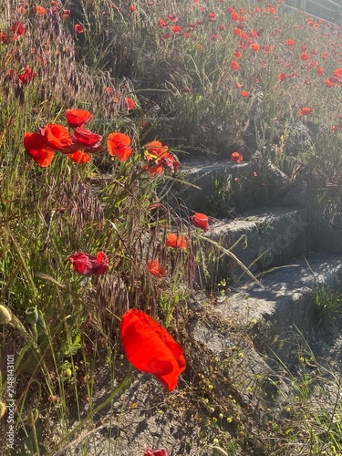Canvas Print Wild Poppies Around an Old Stone Stairwa