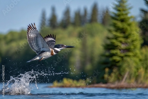 Belted kingfisher bird taking flight from a lake after diving for fish in the wild