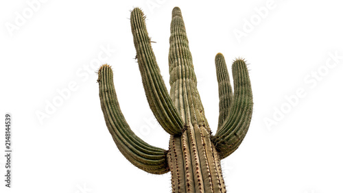 Green desert cactus plant with multiple branches vertical growth isolated on transparent background