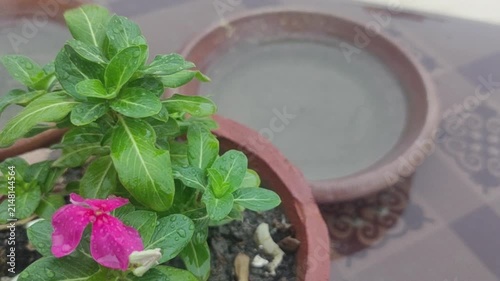 Pink Periwinkle Flower with Rain Drops in Clay Pot Fresh Garden Nature Close Up Video
