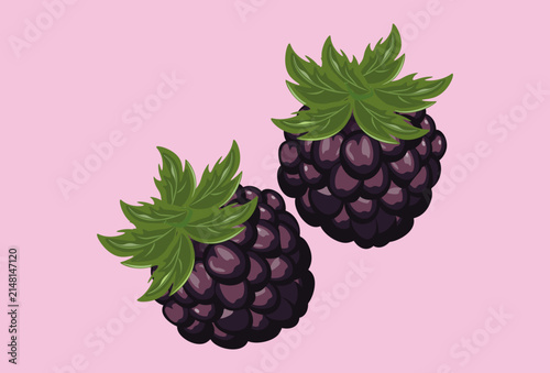 Blackberry Concept IllustrationVector Style