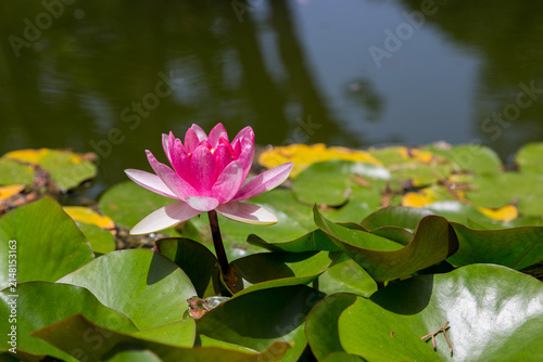 Fiore di ninfea nello stagno