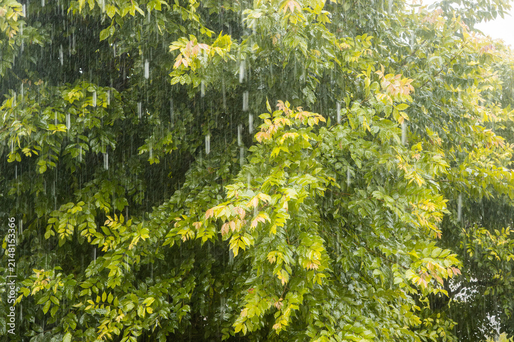 Fototapeta premium Tropical summer rain shower wetting tree foliage background