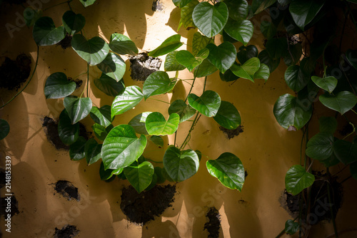 Pianta di potos su muro giallo