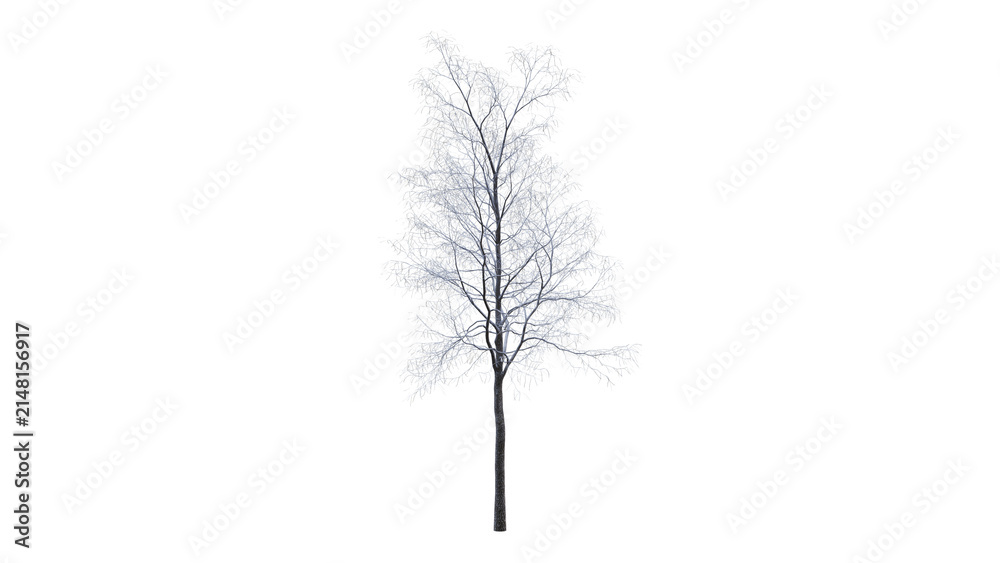 Fototapeta premium Tree