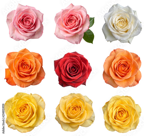 set of roses