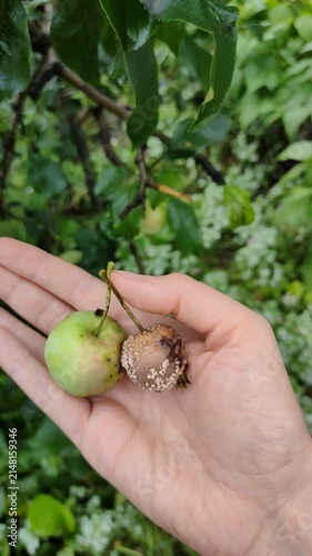 Hand holding healthy green apple and rotten apple in orchard