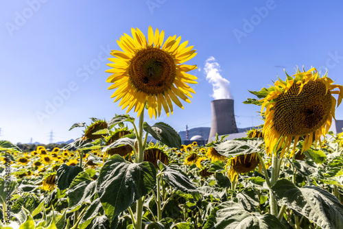 Sunflowers in front of Nuclear Power Plant 