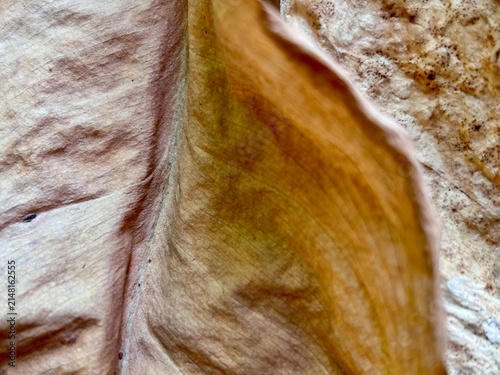 Foto Withered brown leaf macro detail