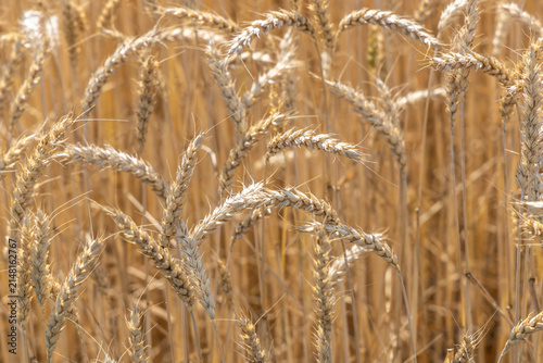 Rye field in summer in Switzerland