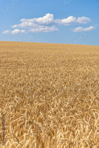 Rye field in summer in Switzerland
