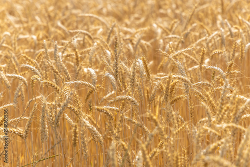Rye field in summer in Switzerland