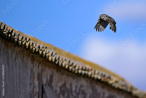tagaktiver Steinkauz (Athene noctua) fliegt mit Käferlarve im Schnabel zum Nest in altem Gemäuer // A diurnal little owl in flight with a beetle larva in its beak - Extremadura, Spanien