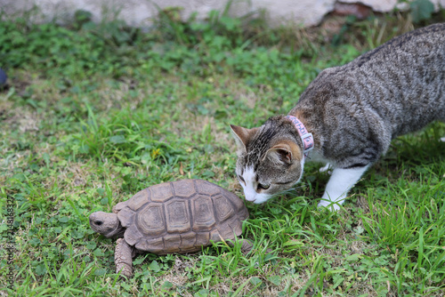 Curious domestic cat meeting a tortoise in garden grass