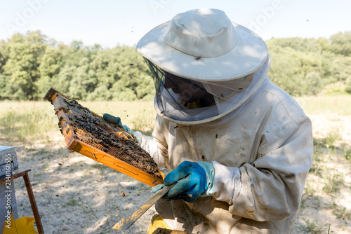 Beekeeper inspect hive frame to locate queen bee