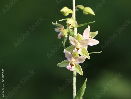 Obraz na plátně Epipactis helleborine (broad-leaved helleborine) blooming in woodland