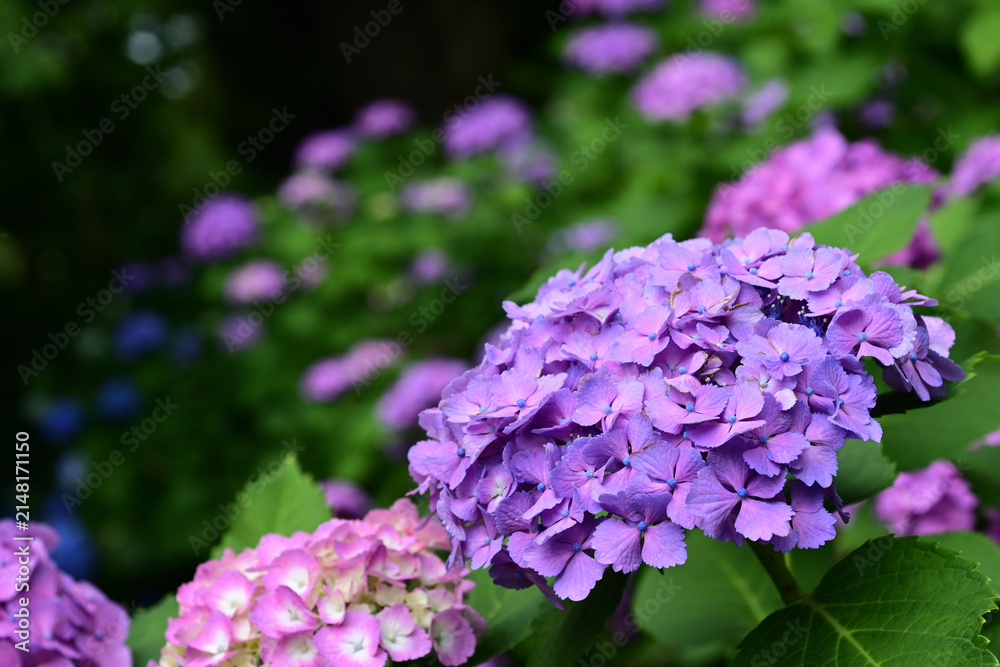 Fototapeta premium Purple and pink mophead hydrangeas blooming in a lush green garden with copy space