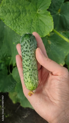 Hand holding freshly harvested small green cucumber outdoors