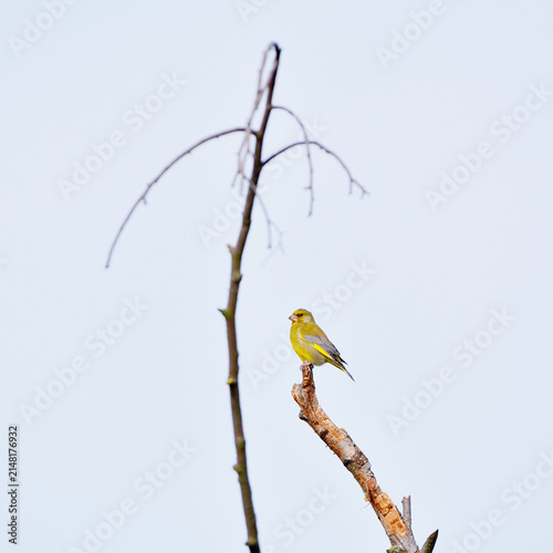 Cuadro en lienzo European Greenfinch (Chloris chloris) perched on a broken branch against bright