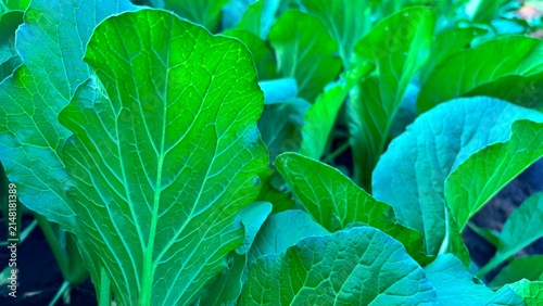 Foto Fresh green mustard greens are thriving in the garden.