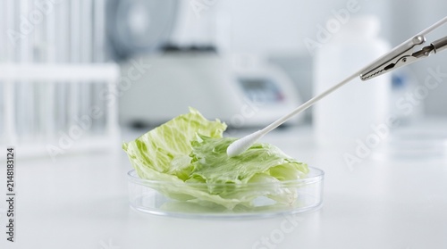 Sterile Swab Beside Iceberg Lettuce on Clinical Testing Surface for Foodborne Parasite Screening