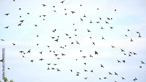 Unique moments for bird 