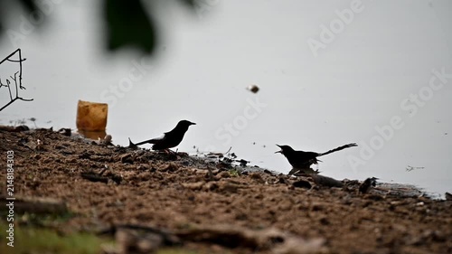 Unique moments for bird 