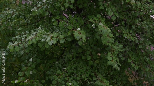 Heavy summer rain falling on wet green tree leaves during a storm creating a relaxing and natural background scene