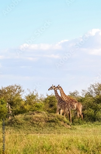 Photography Two giraffes walking through African savanna landscape