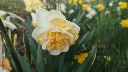 Beautiful blooming daffodil flower on spring day. Blooming narcissus flower close-up. Blossomed multi-colored flower with petals, stamens and green leaves growing in ground. Natural background